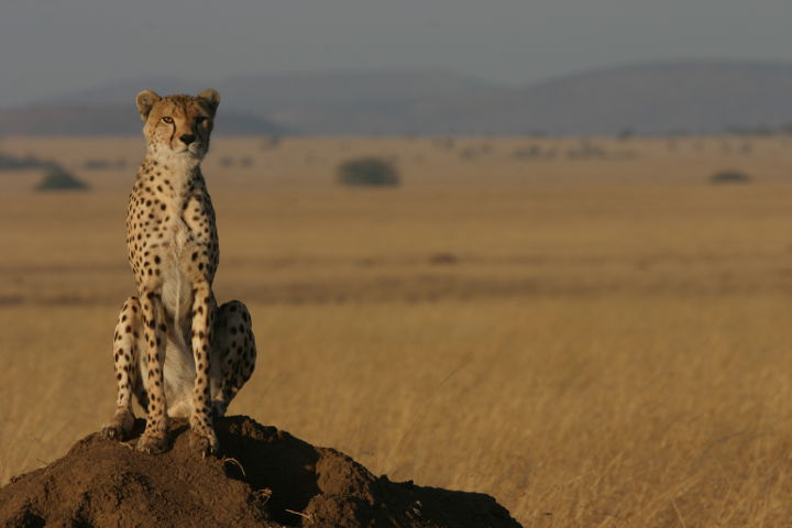 cheetahs standing