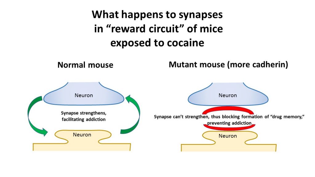 Synapses in normal mice vs genetically enhanced mice