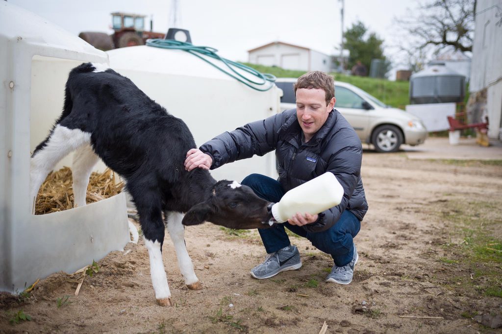 Mark Zuckerberg feeding a calf