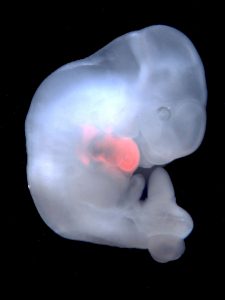 Chimera embryo
