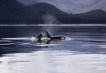 killer whale in water