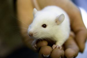 Human holding lab mouse