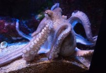 An octopus under water