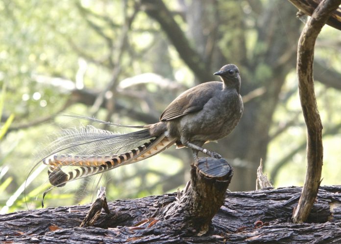lyrebird sitting on branch