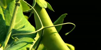 plants like the sweet pea use sound to find water