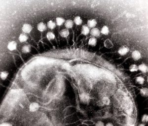 electron micrograph of multiple bacteriophages attached to a bacterial cell wall. The magnification is approximately 200,000