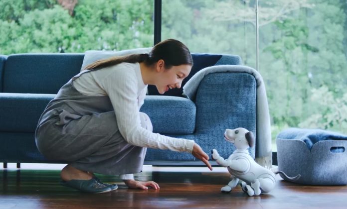 Woman playing with the Sony aibo AI puppy